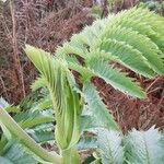 Melianthus major 葉