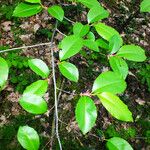 Prunus serotina Blad