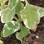 Nicotiana tomentosa Blad