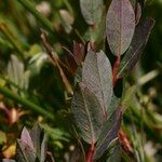 Salix caesia Leaf