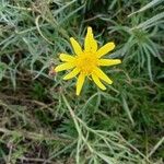 Senecio inaequidens Flower