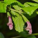 Stenogyne calaminthoides Flower