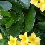 Kalanchoe blossfeldiana 葉