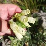 Onosma arenaria Kvet