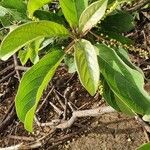 Terminalia prunioides Leaf