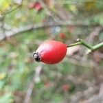 Rosa omeiensis Fruit