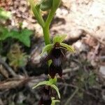 Ophrys insectifera Flower