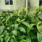 Sanchezia nobilis Folha