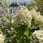 Hydrangea paniculata Flower