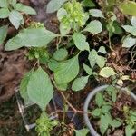 Ocimum campechianum Feuille