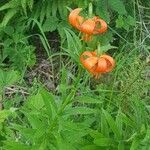 Lilium carniolicum Bloem