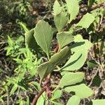 Maytenus albata Leaf