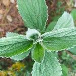 Marrubium peregrinum Leaf