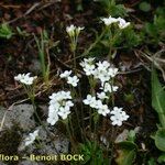 Androsace obtusifolia Libunga