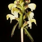 Pedicularis lapponica Kvet