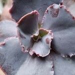 Echeveria shaviana برگ