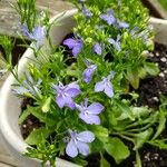 Lobelia erinus عادت داشتن