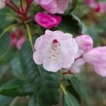 Rhododendron selense Blomst