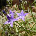Sergia sewerzowii Flower