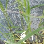 Bromus sterilis Blatt