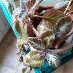 Episcia cupreata ᱥᱟᱠᱟᱢ