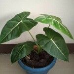 Alocasia micholitziana List