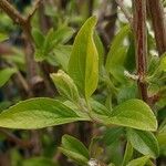 Spiraea cantoniensis Blatt