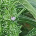 Meiosperma bracteatum Λουλούδι