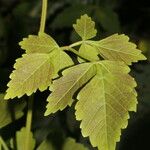 Cardiospermum grandiflorum Leaf