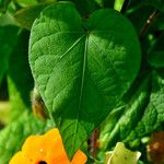 Thunbergia alata Blad