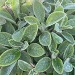 Salvia fruticosa 葉