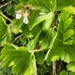 Pelargonium glechomoides Lehti