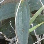 Chaetogastra gracilis Leaf