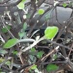 Corokia cotoneaster Foglia