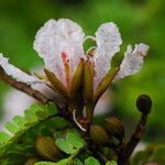 Tessmannia anomala Flor