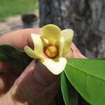 Uvaria pandensis Flower