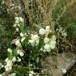 Symphoricarpos albusFruit