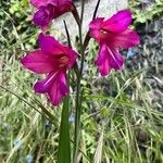 Gladiolus illyricus 花