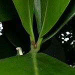 Clusia flava Кора