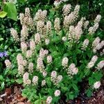 Tiarella cordifolia 整株植物