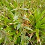 Hygrophila costata Blad