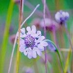 Scabiosa cinerea 花