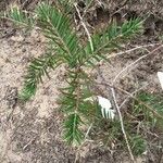 Torreya californica Leaf