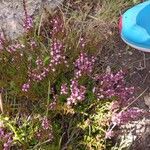 Calluna vulgarisBlüte