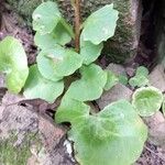 Umbilicus rupestris 葉