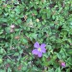 Heterotis rotundifolia Цвят