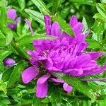 Symphyotrichum novi-belgii Flor