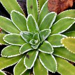 Saxifraga hostii Likasa