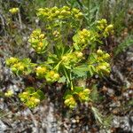 Euphorbia seguieriana Otro
