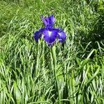 Iris latifolia Blomma